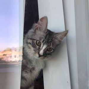 Meet your Posher, Rosa